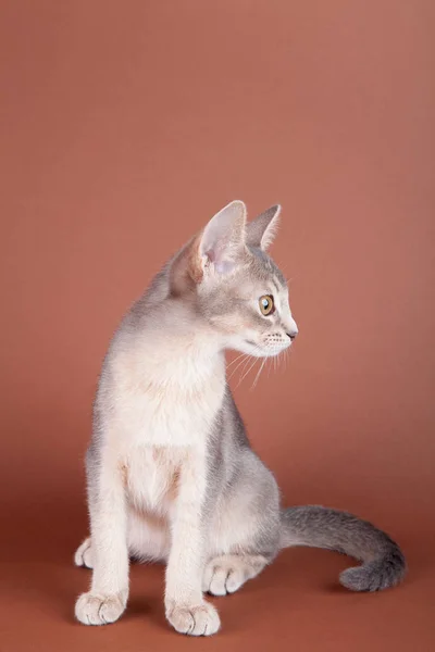 Um pequeno gato azul abissínio, gatinho — Fotografia de Stock