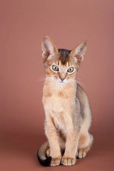 Um pequeno gato rabugento abissínio, gatinho — Fotografia de Stock