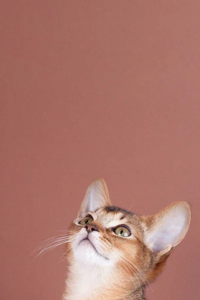 Un piccolo gatto rubicondo abissino, micio — Foto Stock
