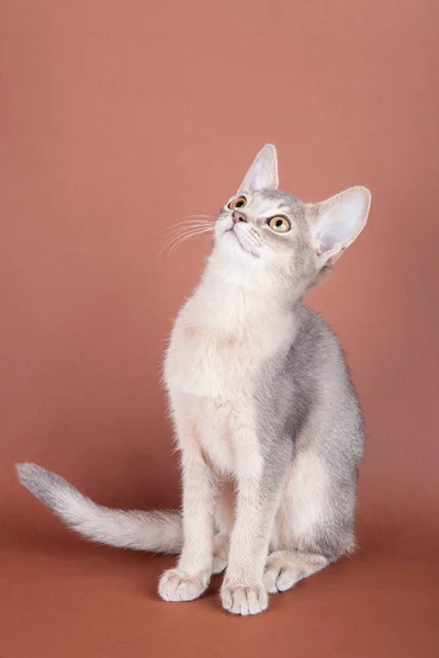 Een kleine Abessijn blauwe kat, poesje. — Stockfoto