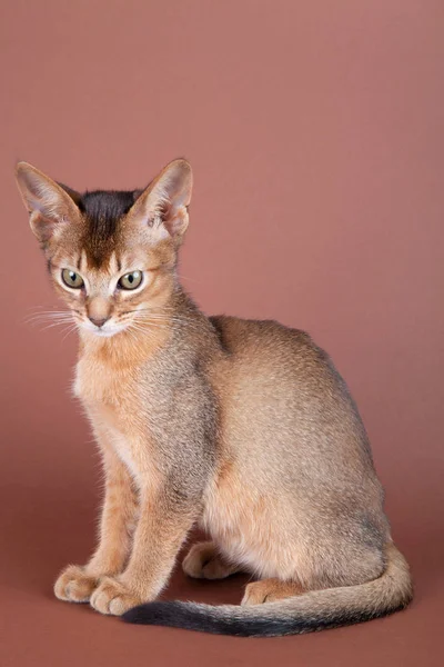 Um pequeno gato rabugento abissínio, gatinho — Fotografia de Stock