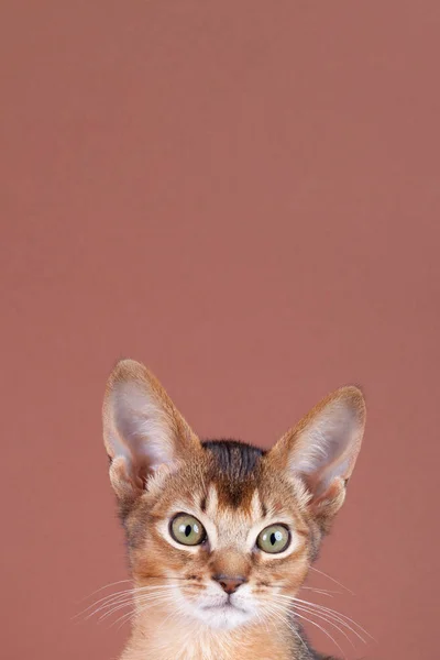 Um pequeno gato rabugento abissínio, gatinho — Fotografia de Stock