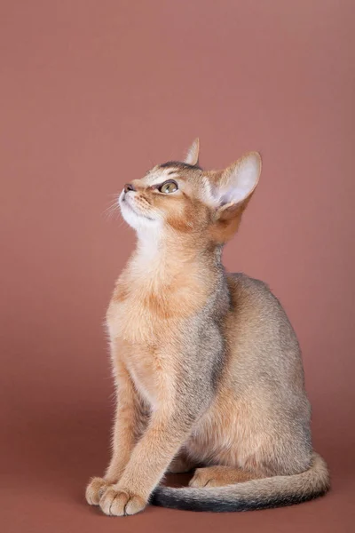 Um pequeno gato rabugento abissínio, gatinho — Fotografia de Stock