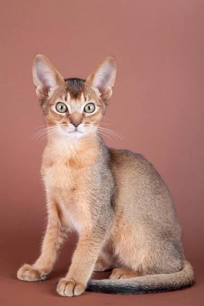 Um pequeno gato rabugento abissínio, gatinho — Fotografia de Stock