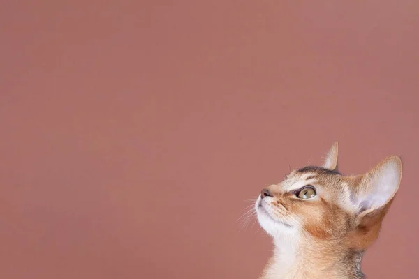 Een kleine Abessijn roodharige kat, poesje. — Stockfoto