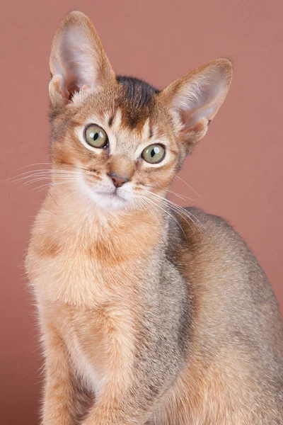 Um pequeno gato rabugento abissínio, gatinho — Fotografia de Stock