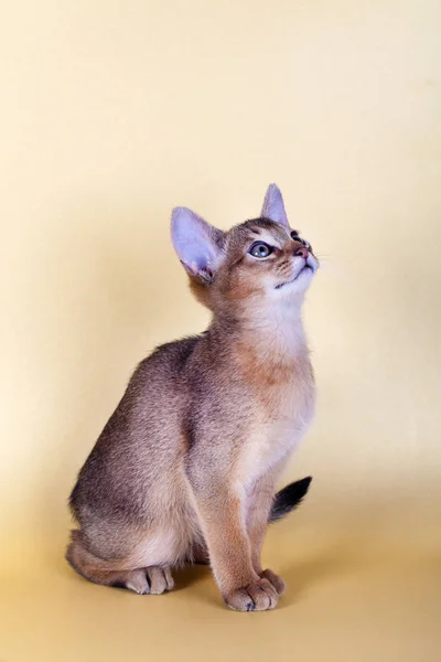 Un petit chat roux abyssinien mâle, chaton — Photo