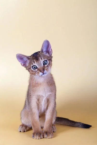 Küçük bir erkek Habeş kedisi, kedicik — Stok fotoğraf