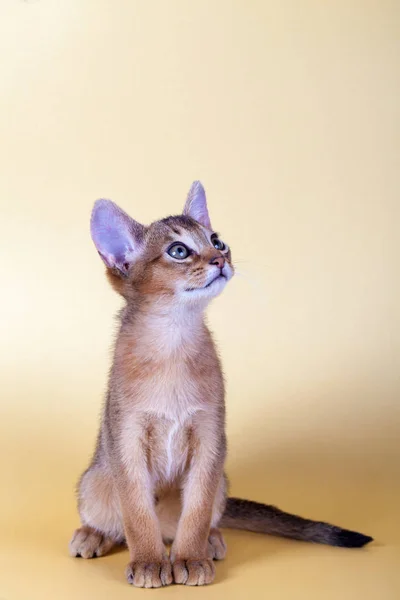 Küçük bir erkek Habeş kedisi, kedicik — Stok fotoğraf