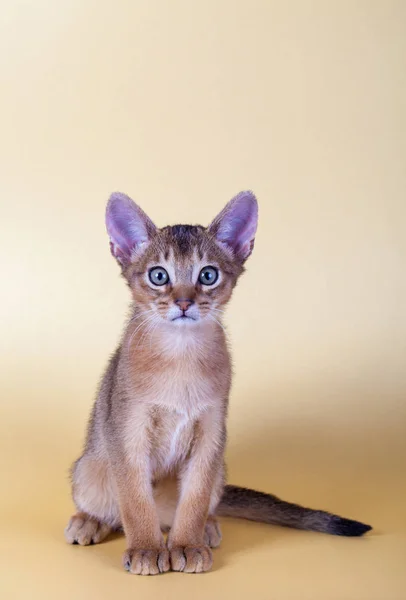 Un pequeño macho abisinio ruddy gato, gatito — Foto de Stock