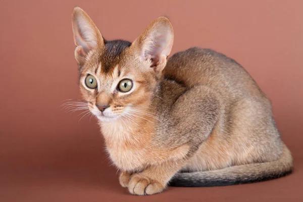 Un pequeño gato ruddy abisinio, gatito —  Fotos de Stock