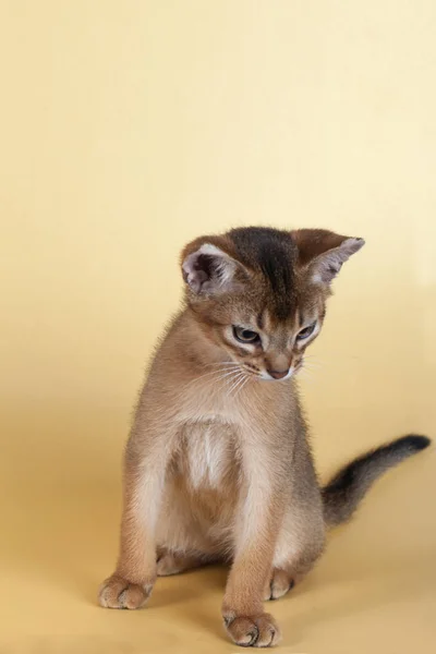 Um pequeno macho abissínio ruivo gato, gatinho — Fotografia de Stock