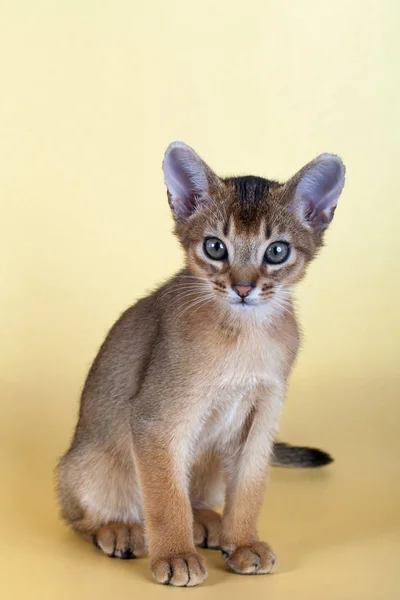 Um pequeno macho abissínio ruivo gato, gatinho — Fotografia de Stock