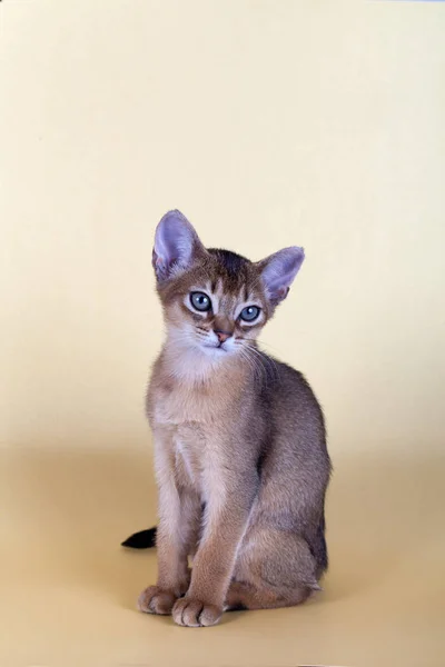 En liten manlig äcklig katt, kattunge. — Stockfoto