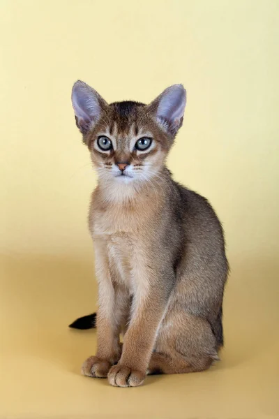 Um pequeno macho abissínio ruivo gato, gatinho — Fotografia de Stock