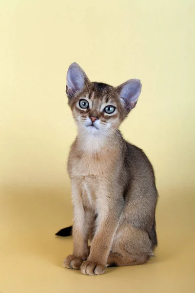 Маленький абиссинский котенок, котенок — стоковое фото