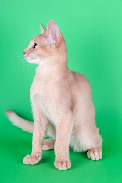 Маленький мерзенний кіт, кошеня — стокове фото