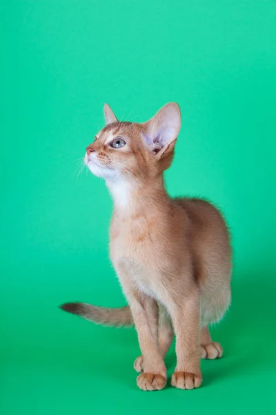 Een kleine Abessijn zuring kat, poesje — Stockfoto