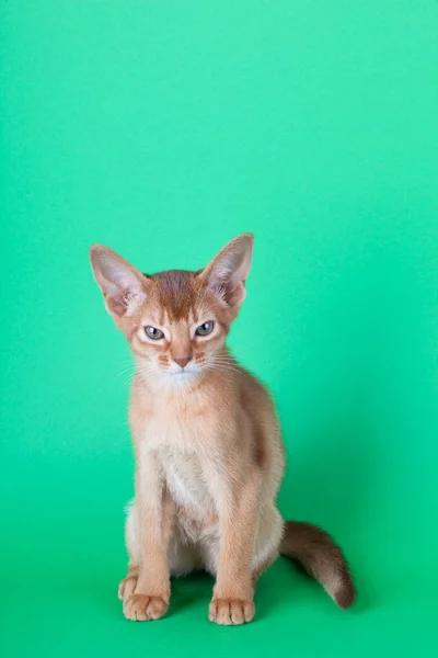 Mały, wstrętny kotek, kotek — Zdjęcie stockowe