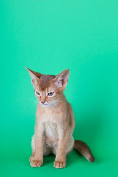 Um pequeno gato de azeda abissínio, gatinho — Fotografia de Stock