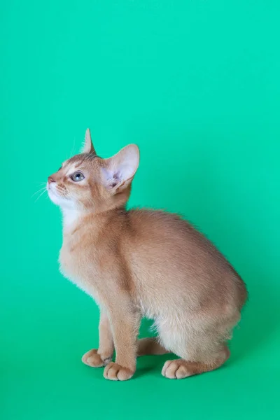 Un petit chat-oseille abyssinien, chaton — Photo