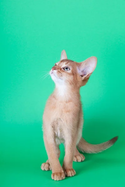 Um pequeno gato de azeda abissínio, gatinho — Fotografia de Stock