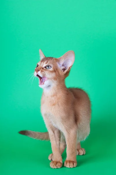 Um pequeno gato de azeda abissínio, gatinho — Fotografia de Stock