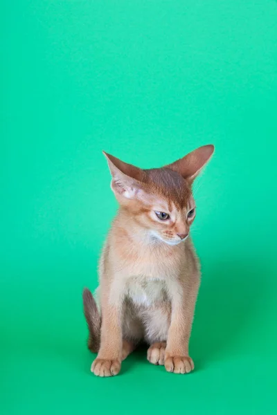 Um pequeno gato de azeda abissínio, gatinho — Fotografia de Stock