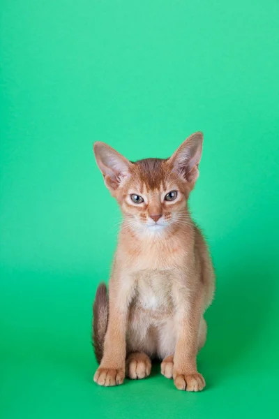 Um pequeno gato de azeda abissínio, gatinho — Fotografia de Stock