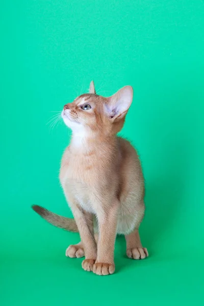 Un pequeño gato acedera abisinio, gatito —  Fotos de Stock