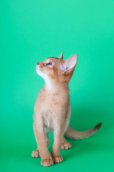 Um pequeno gato de azeda abissínio, gatinho — Fotografia de Stock