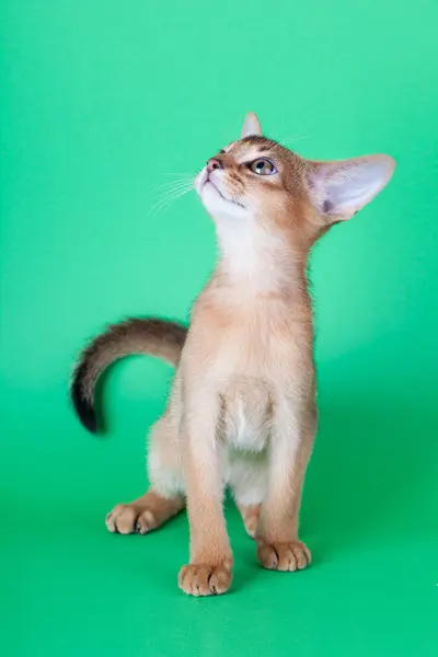 Um pequeno gato rabugento abissínio, gatinho — Fotografia de Stock