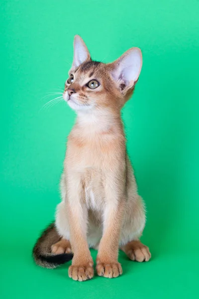 Um pequeno gato rabugento abissínio, gatinho — Fotografia de Stock