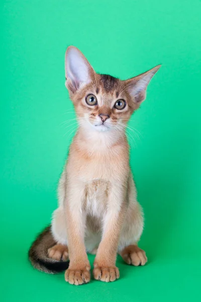 Um pequeno gato rabugento abissínio, gatinho — Fotografia de Stock