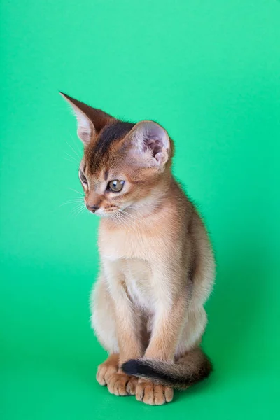 En lille abyssinian ruddy kat, kitty - Stock-foto