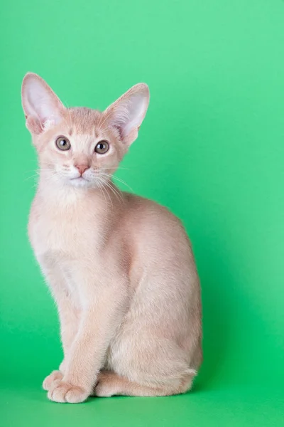 Um pequeno gato fawn abissínio, gatinho — Fotografia de Stock