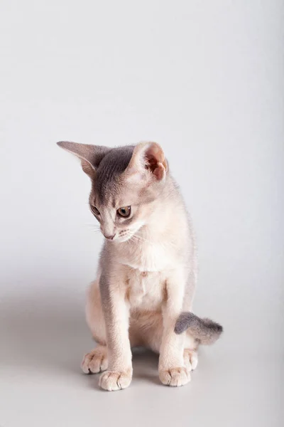 Un piccolo gatto blu abissino, gattino — Foto Stock