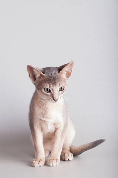 Um pequeno gato azul abissínio, gatinho — Fotografia de Stock