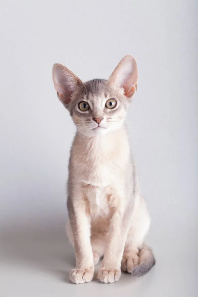 Um pequeno gato azul abissínio, gatinho — Fotografia de Stock