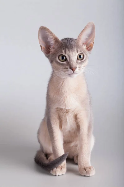 Маленький абіссинський синій кіт, кошеня — стокове фото