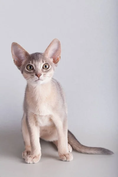 Um pequeno gato azul abissínio, gatinho — Fotografia de Stock