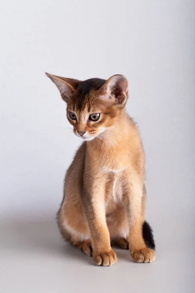 Een kleine Abessijn roodharige kat, poesje. — Stockfoto