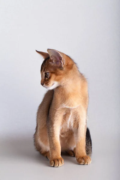 An little  abyssinian ruddy cat, kitty — Stock Photo, Image