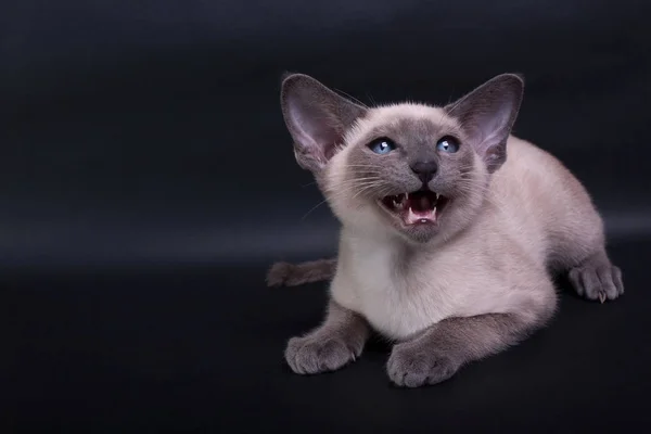 An siamese cat on a black background — Stock Photo, Image