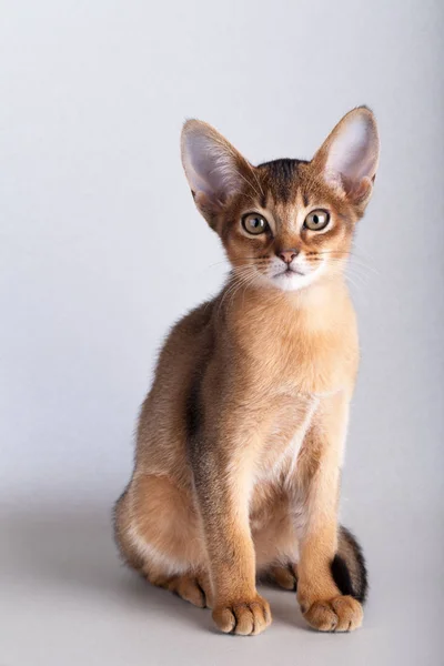 Um pequeno gato rabugento abissínio, gatinho — Fotografia de Stock