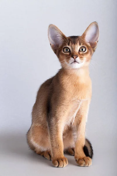 Un pequeño gato ruddy abisinio, gatito — Foto de Stock