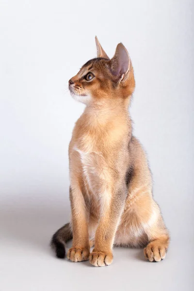 Um pequeno gato rabugento abissínio, gatinho — Fotografia de Stock