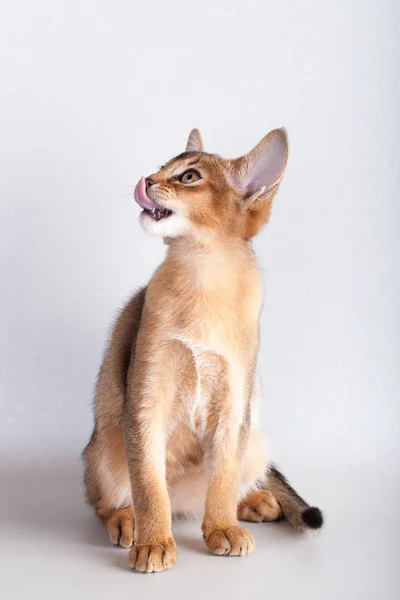 Een kleine Abessijn roodharige kat, poesje. — Stockfoto