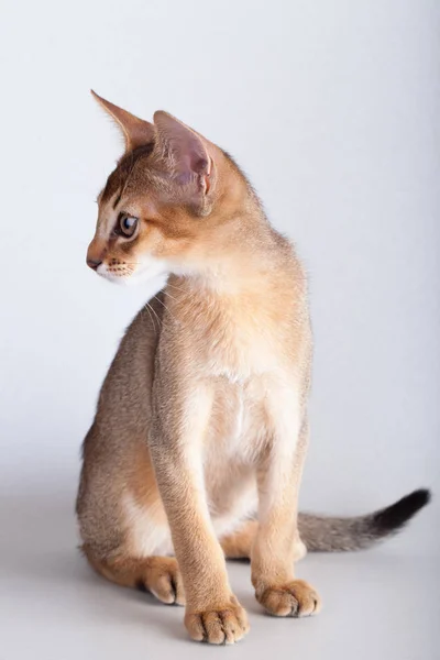 Um pequeno gato rabugento abissínio, gatinho — Fotografia de Stock