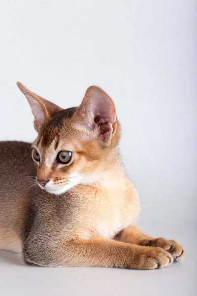 Um pequeno gato rabugento abissínio, gatinho — Fotografia de Stock